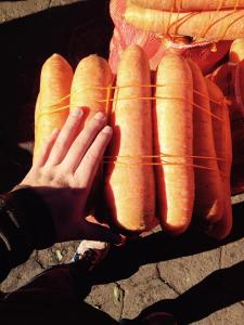 Almolonga carrots 2