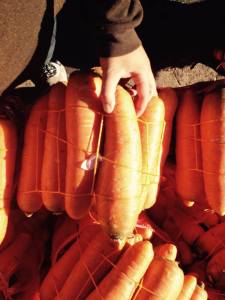 Almolonga Carrots